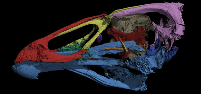 “神奇鸡”!发现迄今为止最古老的现代鸟类化石Asteriornis maastrichtensis