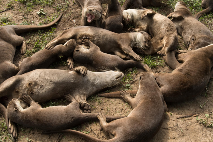 �ڲ���һ�������ϵ���󣬱�ɽ�����ڰ�����Ϣ�˼���Сʱ�� PHOTOGRAPH BY STEFANO UNTERTHINER