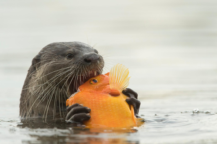 ���¼��µı����壬һֻˮ̡��������һ���㡣 PHOTOGRAPH BY STEFANO UNTERTHINER