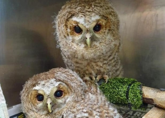 Ӣ�������Ŀ���ķ˹�̿���������·èͷӥ����ˮ���������