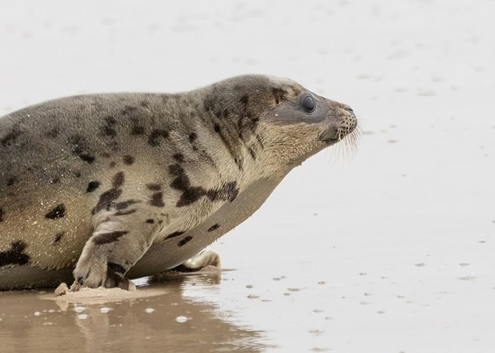 美国马里兰州陶森的巴尔的摩国家水族馆严重脱水海豹痊愈 获放归大海