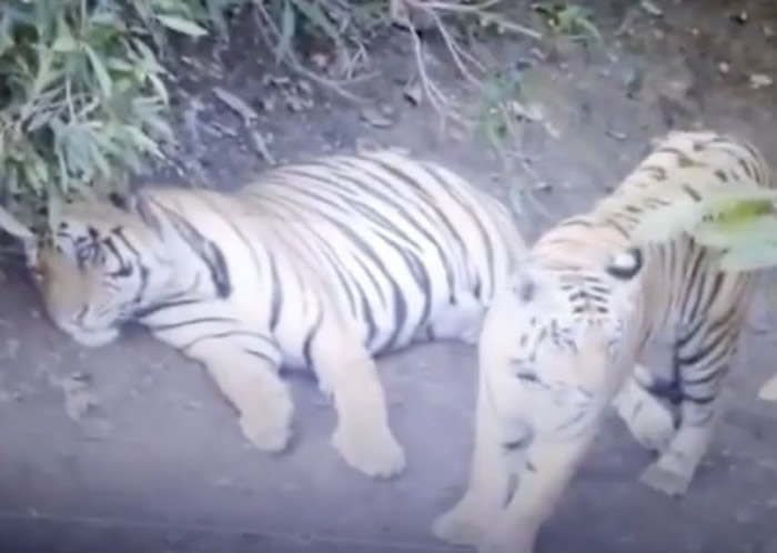 ӡ�Ȱ��������Ա����Ѳ��Ȥ�� һ���ϻ���·����Ȩ