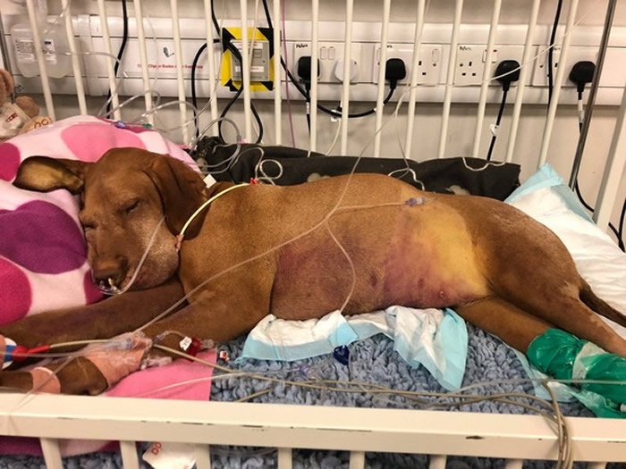 Ӣ����Ȯ͵�Ժ�����Ȼ��ζ����ľ�Ǵ������ɿ��������ж���˥������