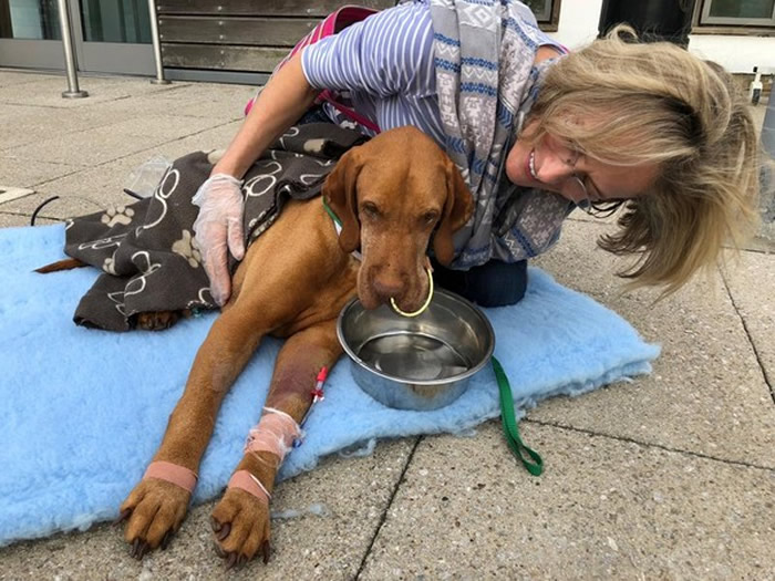 Ӣ����Ȯ͵�Ժ�����Ȼ��ζ����ľ�Ǵ������ɿ��������ж���˥������