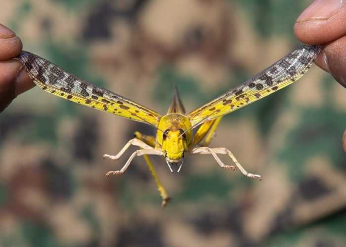 世界上最具毁灭性的害虫大迁徙:气候变化引发蝗灾恐导致2500万人陷入粮食危机