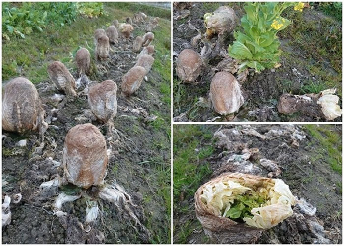 外星人入侵?日本农田惊现“异形蛋” 原来是枯萎大白菜