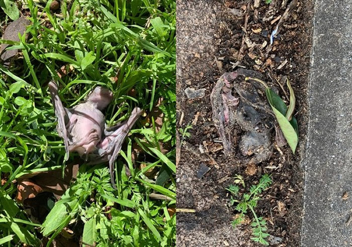 ���죺��ɫ�������ɸ����׹�԰���������ڿ��б���׹�����