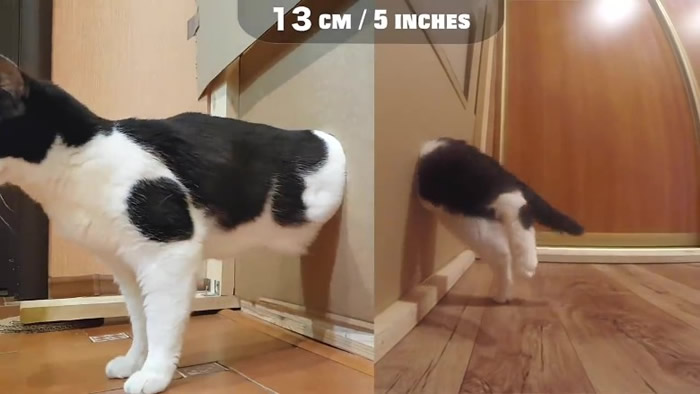 白俄罗斯搞笑肥猫Pusic“穿墙”实验 打破“头过身就过”传说