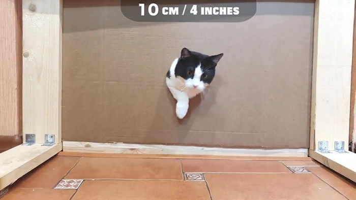 白俄罗斯搞笑肥猫Pusic“穿墙”实验 打破“头过身就过”传说