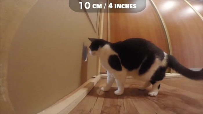 白俄罗斯搞笑肥猫Pusic“穿墙”实验 打破“头过身就过”传说