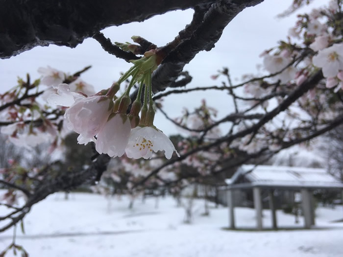 日本东京樱花盛开后仍下雪 51年一遇