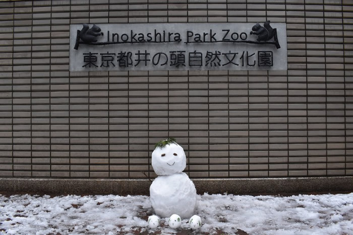 日本东京樱花盛开后仍下雪 51年一遇