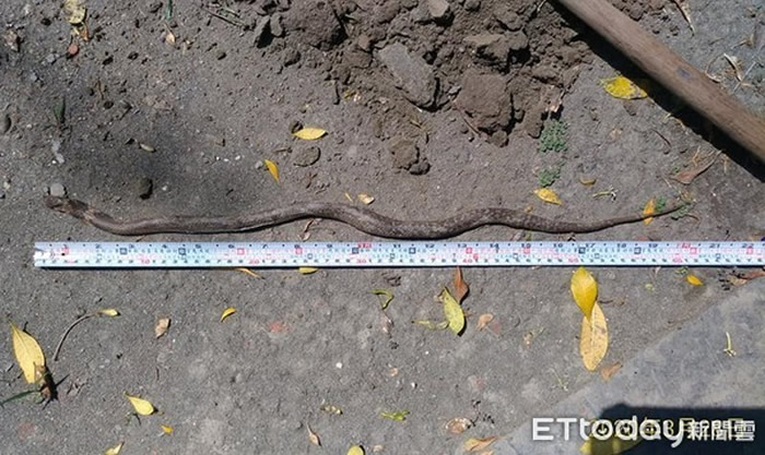 台湾屏东小黑狗护家咬死入侵眼镜蛇