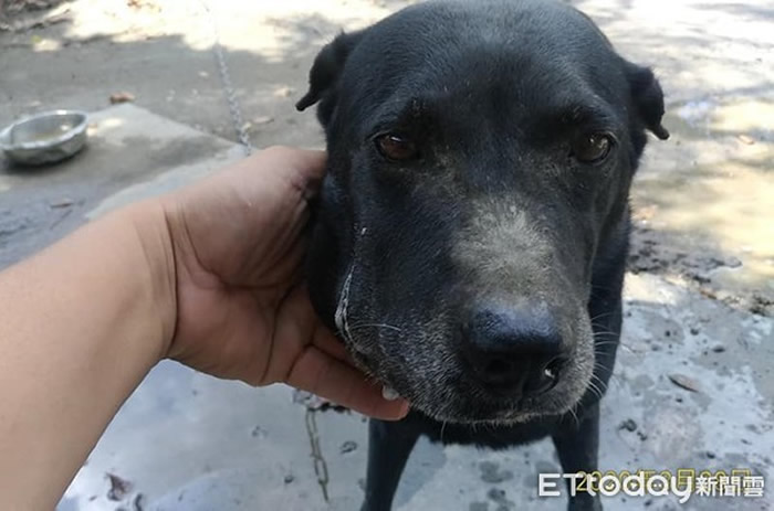 小黑的脸也被咬了一下,嘴巴右半边部份出现肿胀