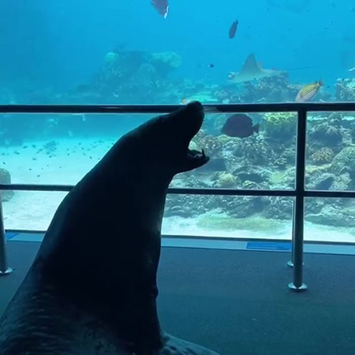 澳洲海洋世界水族馆疫情关闭 海狮趁机出笼拜访热带鱼、魟鱼和其他水族馆“同事”