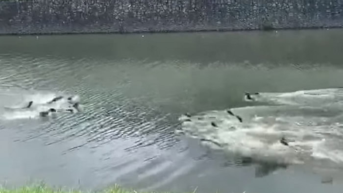 �¼��·����ڰ��ƴ��ԭ��������ˮ̡���д�