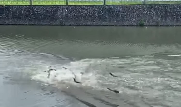 �¼��·����ڰ��ƴ��ԭ��������ˮ̡���д�