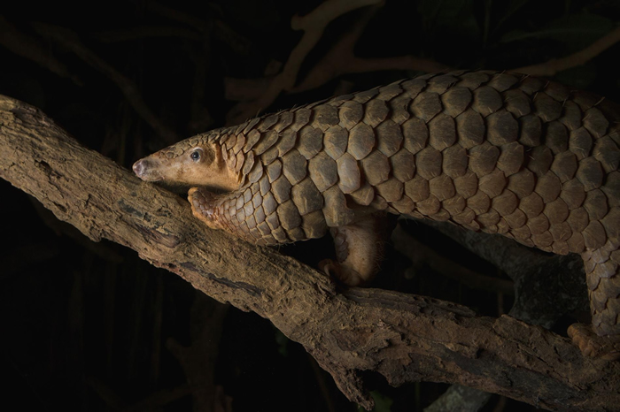 ���о�����������ɽ�ף���ͼ������Խ�Ͼշ����ҹ�԰�����п��ܻ���δ���������͹�״�����Ĵ�ԭ��� PHOTOGRAPH BY SUZI ESZTERHAS, MI