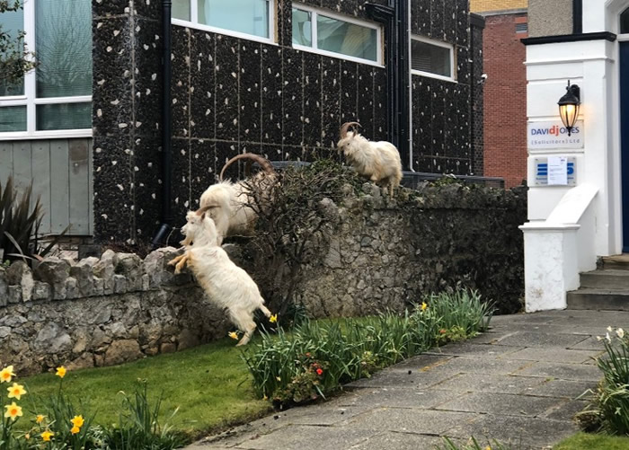 Ӣ������˹�غ�С�����澰 ɽ��Ⱥ���вι���������