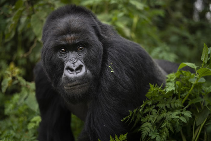 为保护灵长类动物不被人类传染 刚果与卢旺达将暂时关闭境内的国家公园