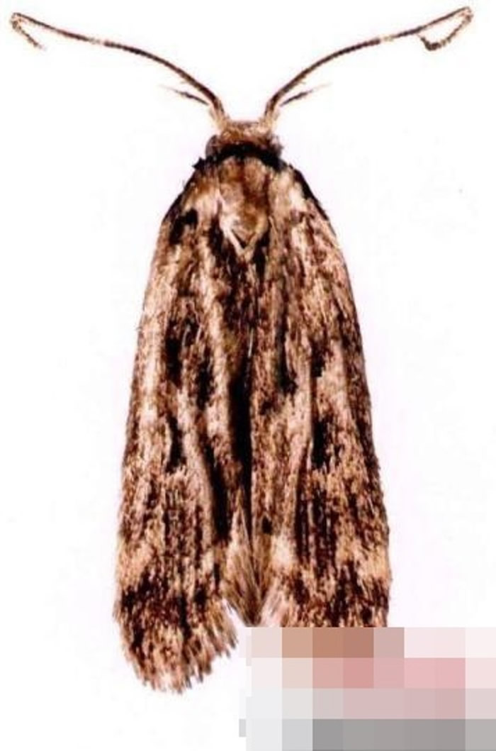 �������ݺ�����Խ��Ŵ���нػ��׵�ī�桢�ڸ���Ӭ����ߵ�׵ȶ����к�����