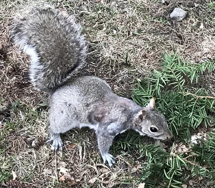 ����������Ƿ���һ����֦����Ҷ ��������ԭ�������������ﰲ����