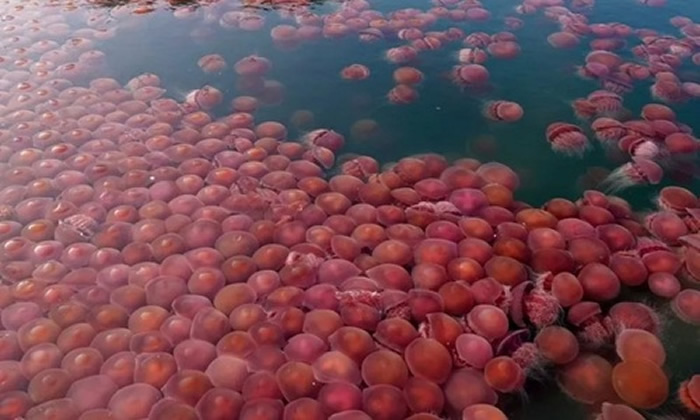 澳洲格里菲斯大学海洋生物学博士在菲律宾巴拉望岛海滩发现数千只“海番茄”水母漂流