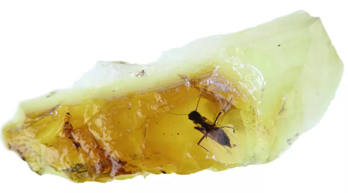 ݻѧؼ¡ڡ ĴǺǰ̬״