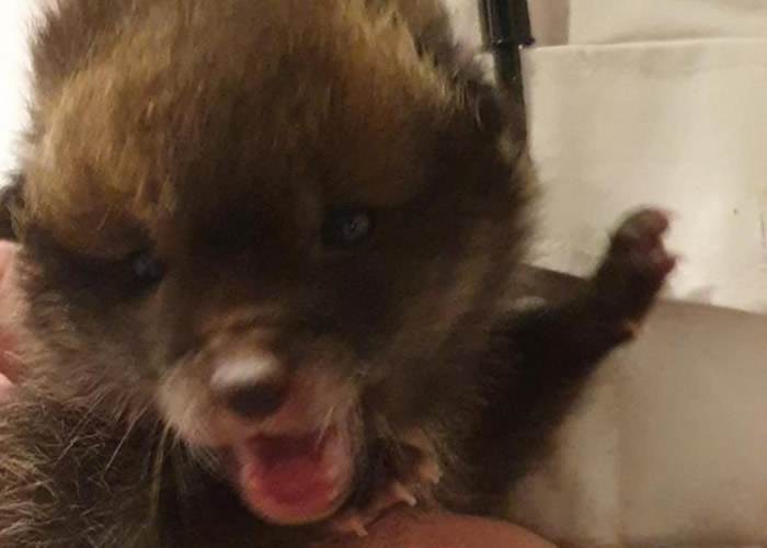 英国地盘工救下“流浪狗” 回家养才惊觉是小狐狸