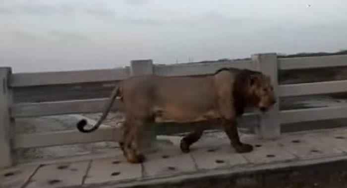 ӡȹżذĵһͷʨҹڳнͷй