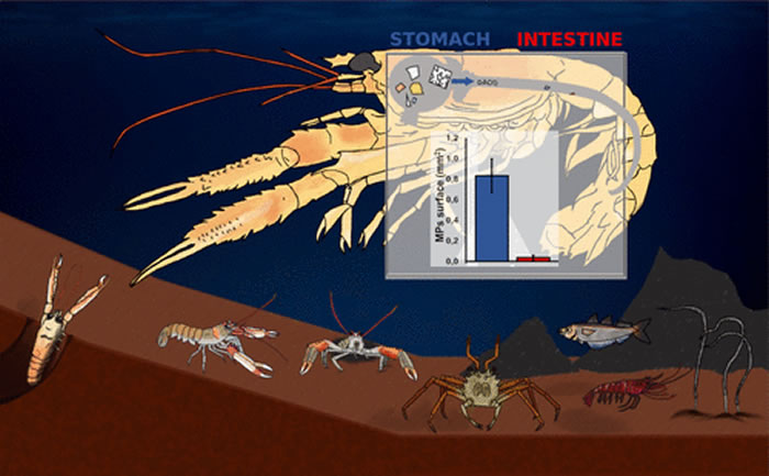 ѧоʾŲϺNephrops norvegicusϿķʽ