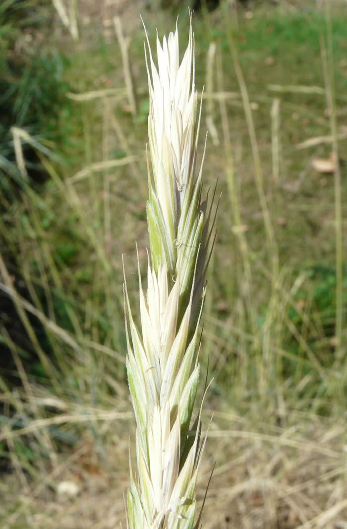 野生小麦草亲缘物种内源自真菌的基因可赋予小麦对镰胞菌的抵抗力