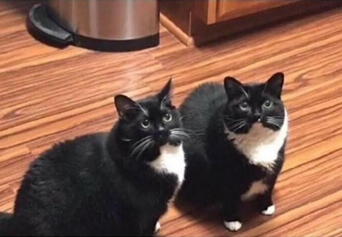 俄罗斯男子以为幸运寻回走失爱猫 未料一周后真正猫咪回家