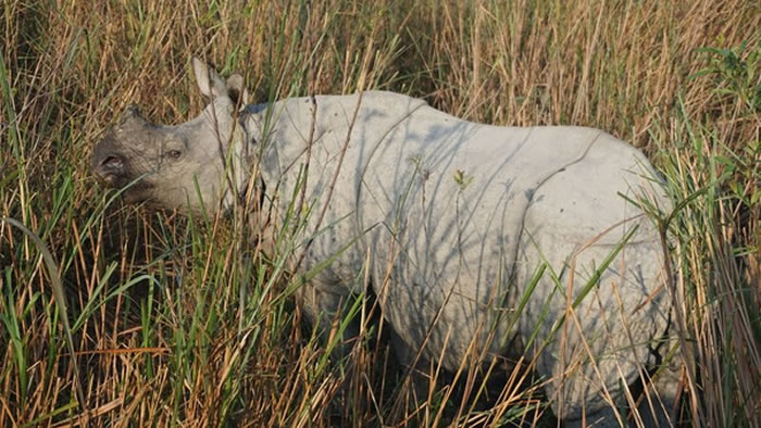 犀牛保育团体Rhino 911创办人Nico Jacobs：南非新冠疫情封城以来至少9头犀牛遭杀