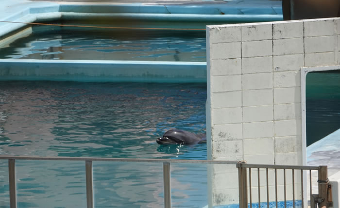 世界上最孤单的海豚！日本千叶县犬吠埼海洋公园水族馆瓶鼻海豚Honey因阻塞性肠炎离世