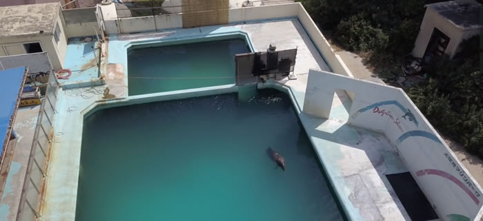 世界上最孤单的海豚！日本千叶县犬吠埼海洋公园水族馆瓶鼻海豚Honey因阻塞性肠炎离世