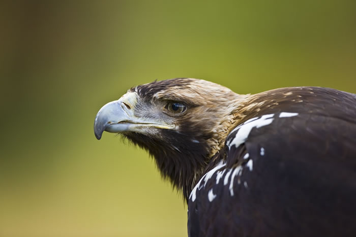 �����ǰ�β����Ͱ׼�񣨴�ͼ����ϡ���������������ԭ��֮һ�� ��Ƭ��Դ��naturepl.com / Juan Carlos Munoz / WWF��CC B