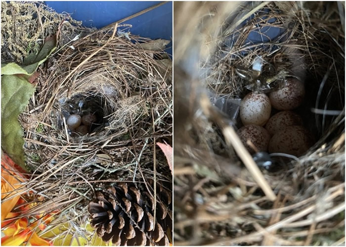 ����·��˹�����ݻ���Ů��ʿ���㲻����1���� ���ϻ���������