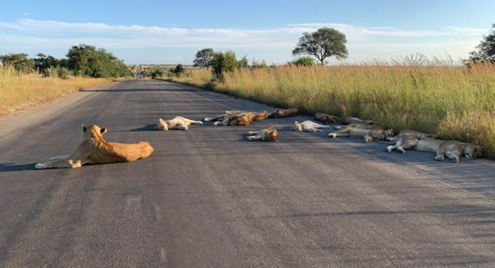 南非克鲁格国家公园狮子在马路上睡觉