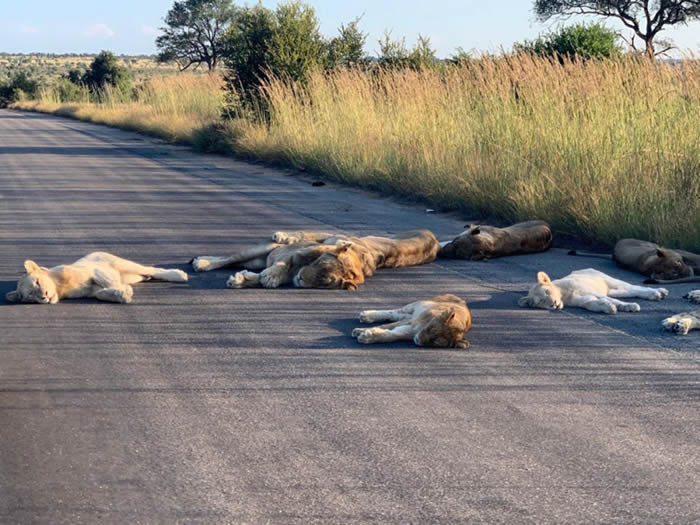 南非克鲁格国家公园狮子在马路上睡觉
