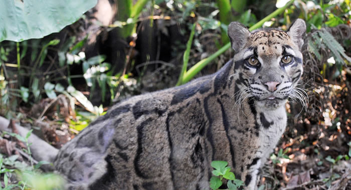 ӡ��һ�Ұ���������ҽ���ڷ����Ա�