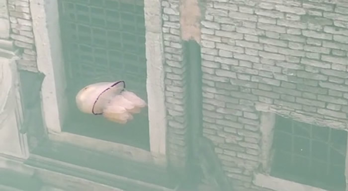 意大利威尼斯运河因新冠肺炎疫情游客绝迹 混浊的水质变得清澈见底出现水母