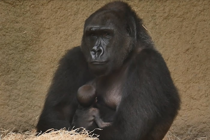 �¹���˹�п˴���Ĳ���ݴ������׵�Ů�� ����Ʊѡ����