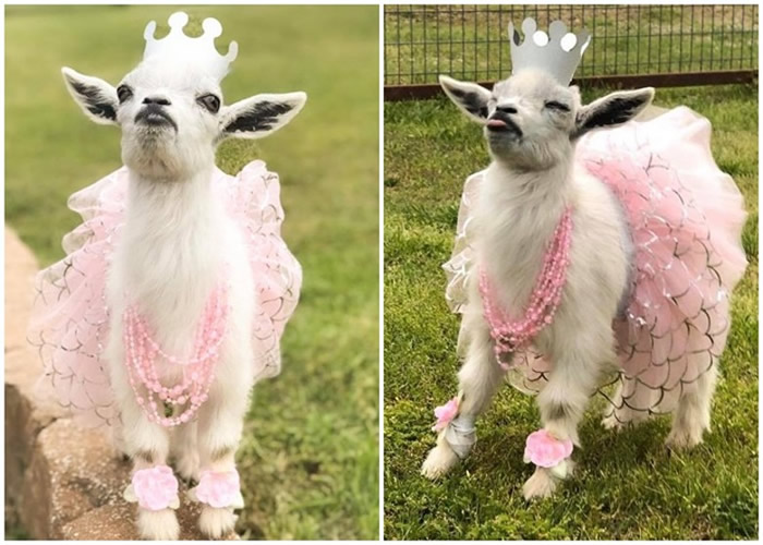 ����������������ũ������Ϊ���Ķ��ﴩ�ϸ�ʽ�������·�