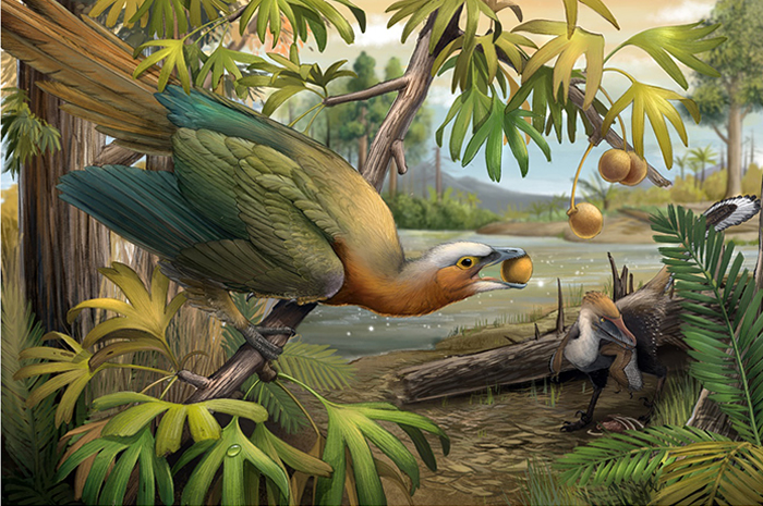 植食性古鸟类 (左)和小型掠食性恐龙(右)的生态复原场景。与肉食性恐龙同处在一个生态系统下的中生代鸟类，演化出不同的取食习性，例如以种子、果实为主的植食性和以小