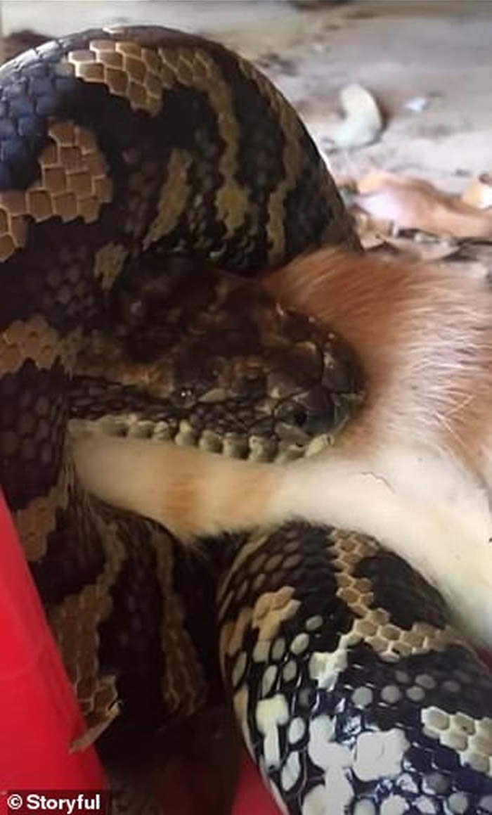 澳洲昆士兰巨蟒跑进仓库吞食宠物猫 饲主目击心碎画面崩溃