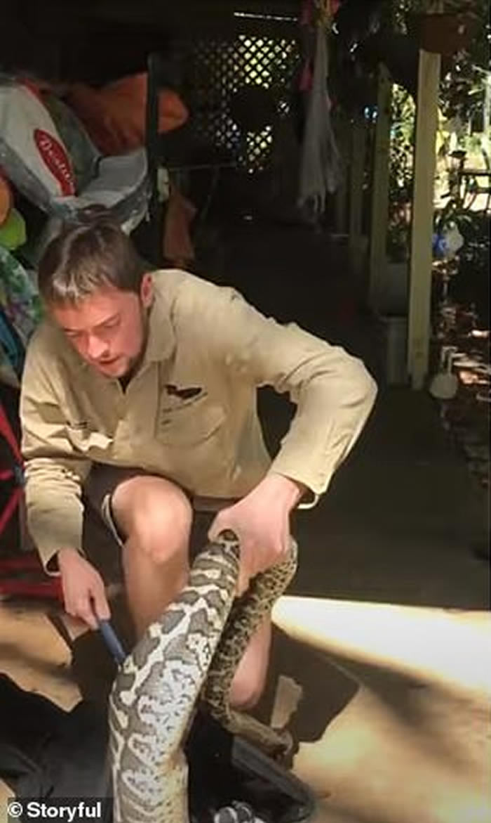 澳洲昆士兰巨蟒跑进仓库吞食宠物猫 饲主目击心碎画面崩溃