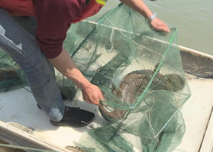 四川宜宾长江流域发现最大野生大鲵（娃娃鱼） 重4.5公斤长近1米