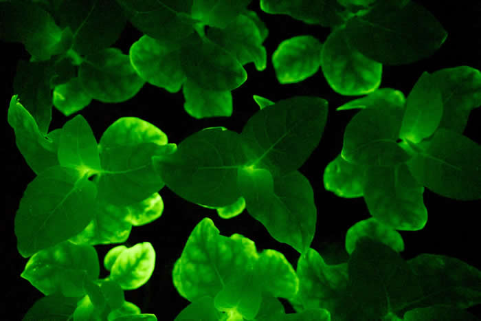 俄罗斯第一次在世界上培育出荧光植物