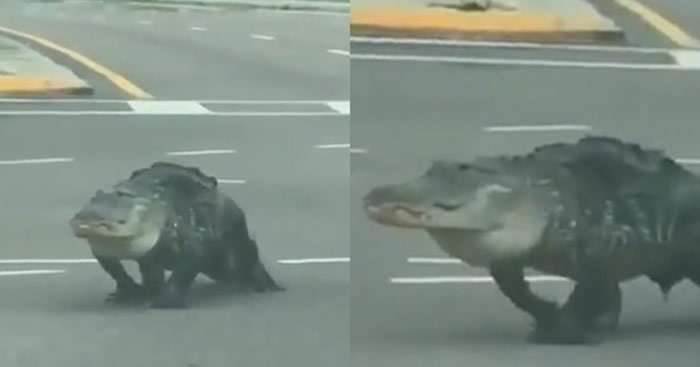 ������������ݶ�������ҡ��ڹ���· Ů������У�OMG������������